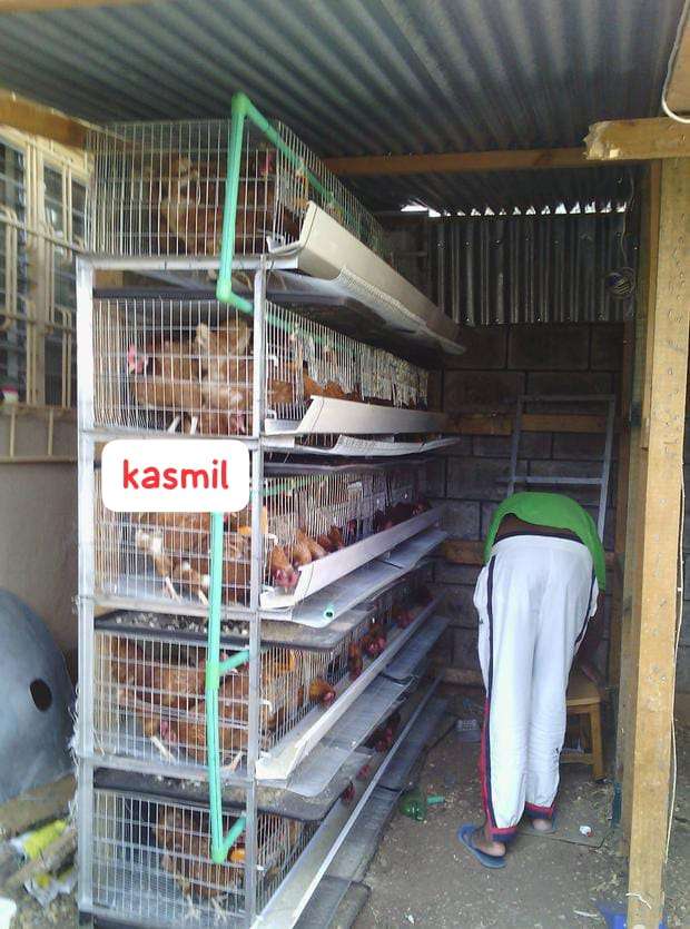 Chicken Layers cage