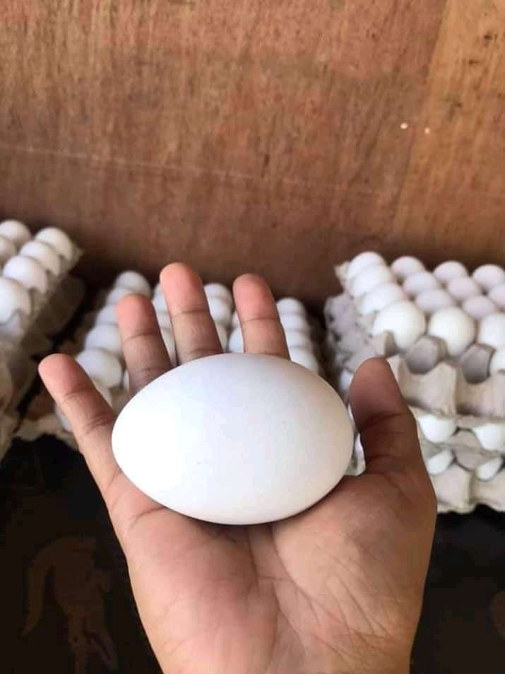 Fertile Kienyeji eggs